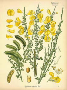 Cytisus scoparius (common broom, scotch broom, Scotch)