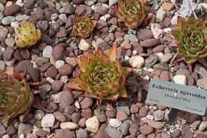 Echeveria agavoides (moulded wax)