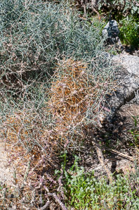 Echinocactus polycephalus (cottontop cactus)