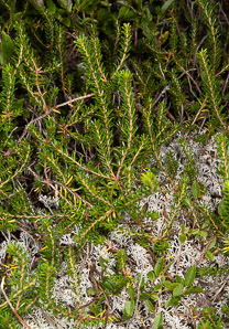 Empetrum nigrum (black crowberry)