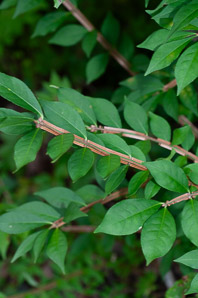 Euonymus alatus (burning bush, winged spindle, winged euonymus)