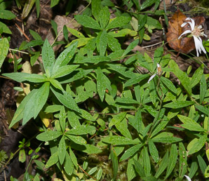 Eurybia radula (rough-leaved aster)