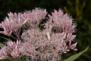 Eutrochium maculatum (spotted joe-pye weed, spotted trumpet-weed)