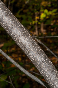 Frangula alnus (European buckthorn, alder buckthorn, glossy buckthorn)