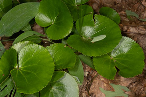 Galax urceolata (wandflower, beetleweed)