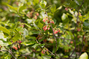 Gaylussacia baccata (black huckleberry, common huckleberry)