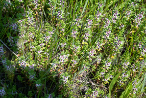 Glaux maritima (sea-milkwort, sea milkwort)