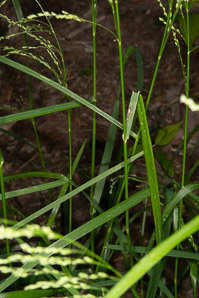 Glyceria striata (fowl manna grass, fowl mannagrass)