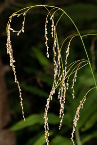 Glyceria striata (fowl manna grass, fowl mannagrass)