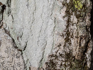 Graphis scripta (script lichen, secret writing lichen)