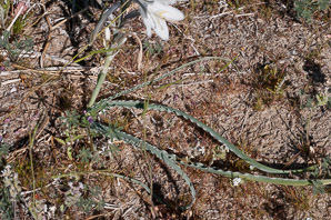 Hesperocallis undulata (desert lily, ajo lily)