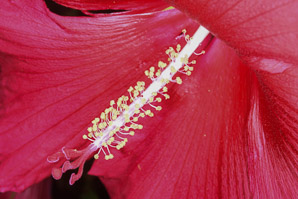 Hibiscus ‘Lord (hibiscus)