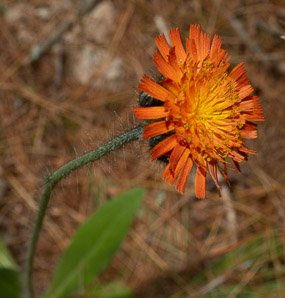 Hieracium aurantiacum (orange hawkweed, devil’s paintbrush, fox-and-cubs, tawny hawkweed, grim-the-collier)