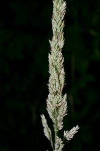 Holcus lanatus (velvet grass, sweet velvet grass, Yorkshire fog, common velvetgrass)