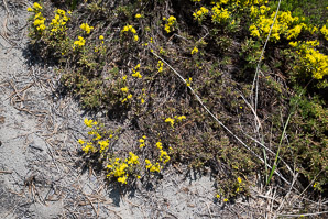 Hudsonia ericoides (pine barren goldenheather, pine-barren false heather, false heather, beach heather)