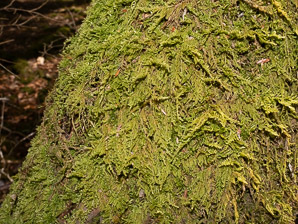 Hypnum circinale (coiled-leaf moss, hypnum moss)