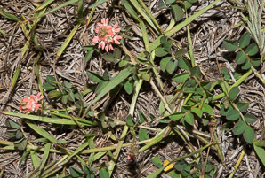 Indigofera hendecaphylla (trailing indigo)