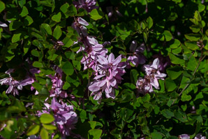 Indigofera kirilowii (Kirilow’s indigo)