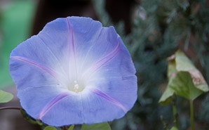 Ipomoea tricolor (heavenly blue morning glory)