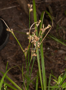 Juncus tenuis (path rush, slender rush, field rush, poverty rush, wiregrass)