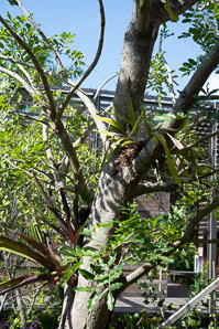 Kigelia africana (sausage tree)