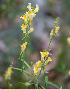 Linaria vulgaris (butter and eggs, common toadflax, yellow toadflax)