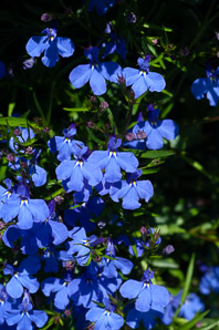 Lobelia cv. (blue lobelia)