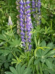 Lupinus polyphyllus (blue-pod lupine, garden lupine, largeleaf lupine, large-leaved lupine, lupin, marsh lupine)