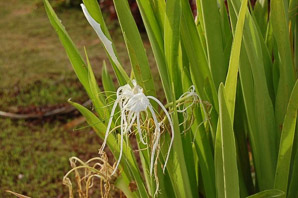 Lycoris sp. (white spider lilies)