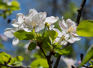 Malus sylvestris (European crab apple)