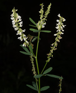 Melilotus officinalis (white sweet clover, yellow sweet clover, sweet clover)