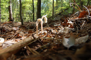 Monotropa uniflora (Indian pipe, ghost plant, corpse plant, Indianpipe, Indian pipes)