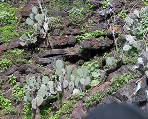 Opuntia galapageia (Galápagos prickly pear, tree prickly pear)