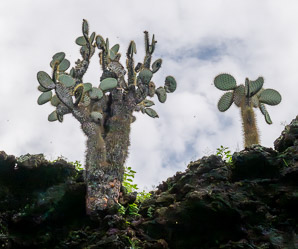 Opuntia galapageia (Galápagos prickly pear, tree prickly pear)