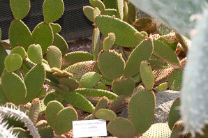 Opuntia microdasys (cinnamon cactus)