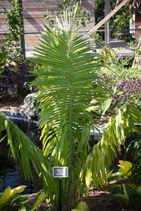 Orbignya cohune (cohune palm, rain tree, American oil palm, Corozo palm, manaca palm)