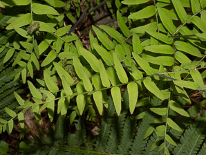 Osmunda regalis (royal fern)