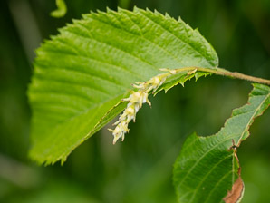 Ostrya virginiana (Eastern hophornbeam, ironwood, hophornbeam, hop-hornbeam)