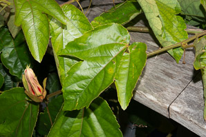 Passiflora vitifolia (crimson passion flower, grape-leaved passion fruit, perfumed passionflower, vine-leaf passion flower, passion flower, crimson passion vine)