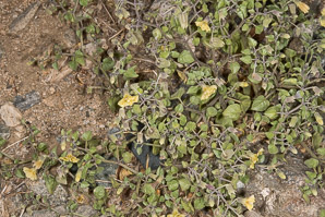 Physalis crassifolia (yellow nightshade groundcherry)
