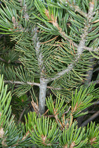 Pinus edulis (pinyon pine, two-needle pinyon, piñon, twoneedle piñon, twoneedle pinyon)