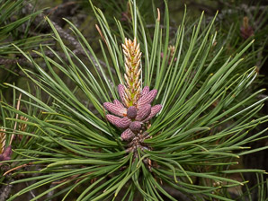 Pinus rigida (pitch pine)
