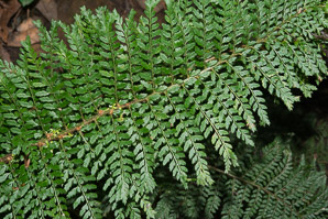 Polystichum polyblepharum (tassel fern)