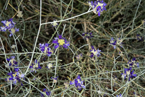 Psorothamnus scoparius (broom dalea)