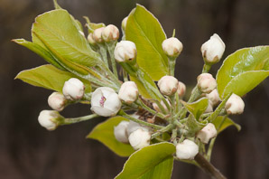 Pyrus calleryana (ornamental pear, Bradford pear, Callery pear)