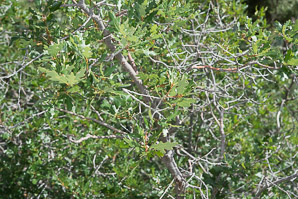 Quercus gambelii (Gambel oak)