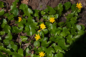 Ranunculus ficaria (lesser celandine, fig buttercup, pilewort, small celandine, lesser crowfoot, dusky maiden)