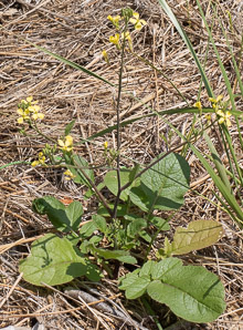 Raphanus raphanistrum (wild radish, jointed charlock)