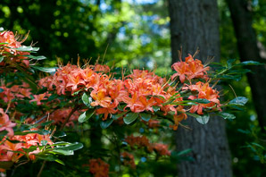 Rhododendron calendulaceum (flame azalea)
