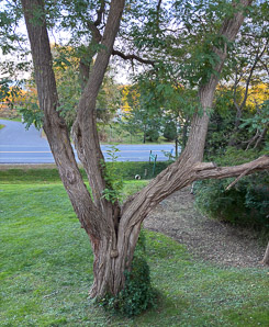 Robinia pseudoacacia (black locust)